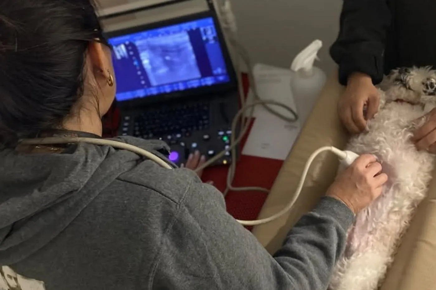 Cardiología veterinaria — Clínica SocialVet