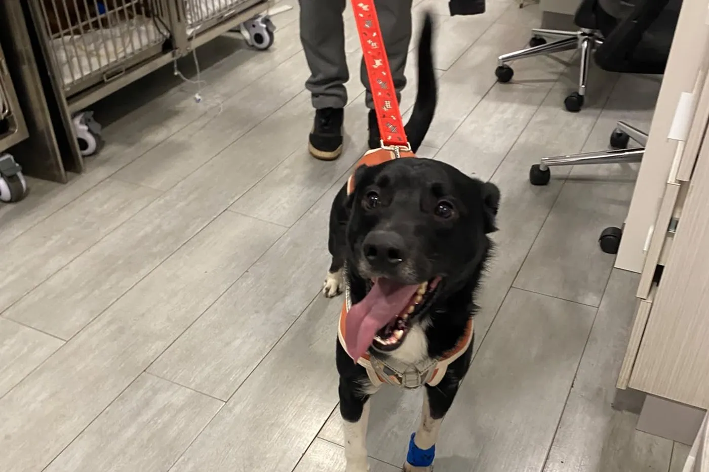 Exámenes preventivos para mascotas — Clínica SocialVet