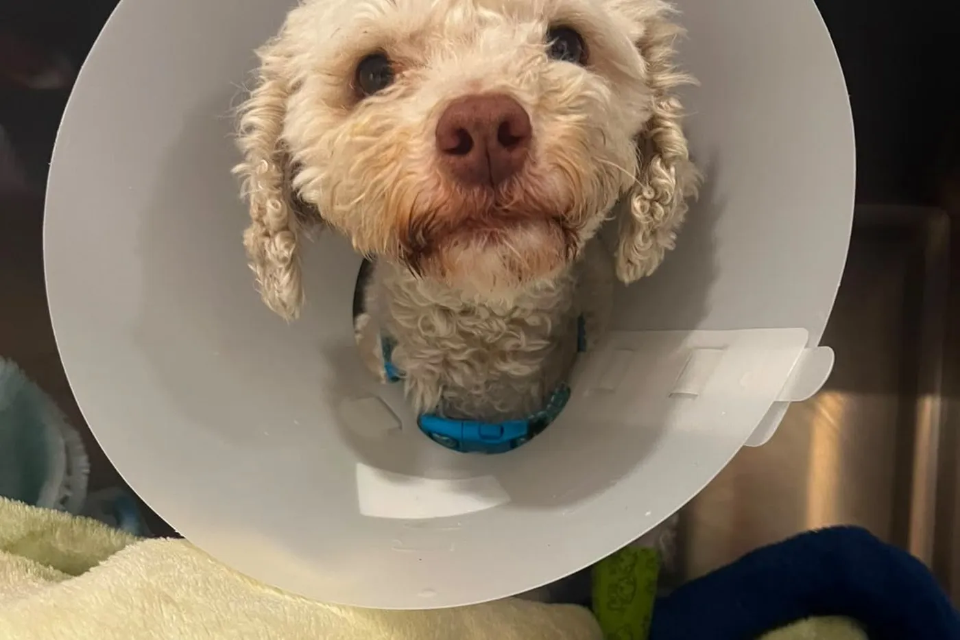 Hospitalización veterinaria 24/7 — Clínica SocialVet