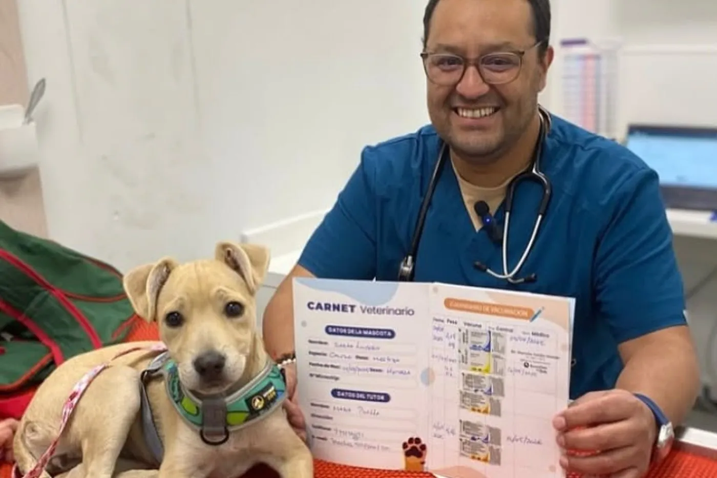 Vacunación en perros y gatos — Clínica SocialVet