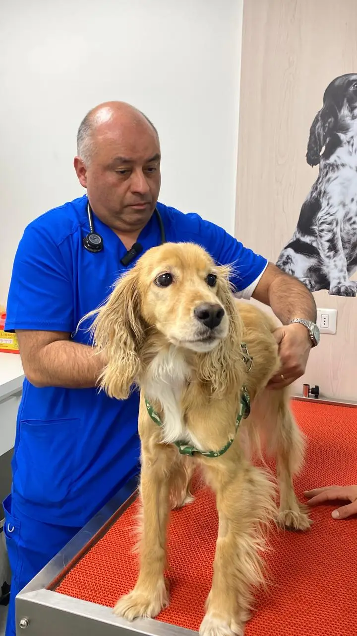 Castración y esterilización — Clínica SocialVet