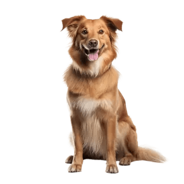 Perro